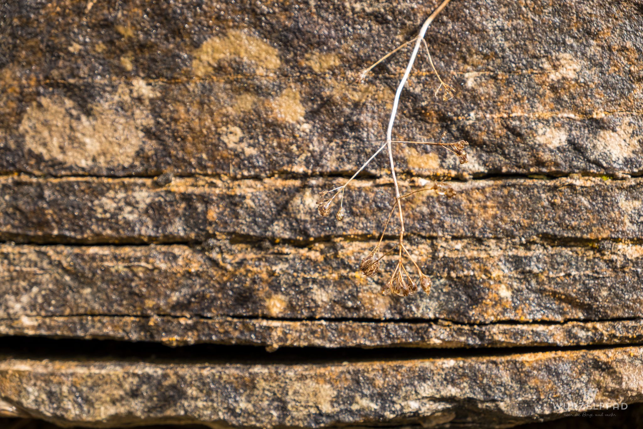 Naturmauer mit Dolde